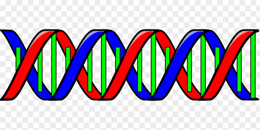 Genotype Cliparts Nucleic Acid Double Helix DNA Clip Art PNG