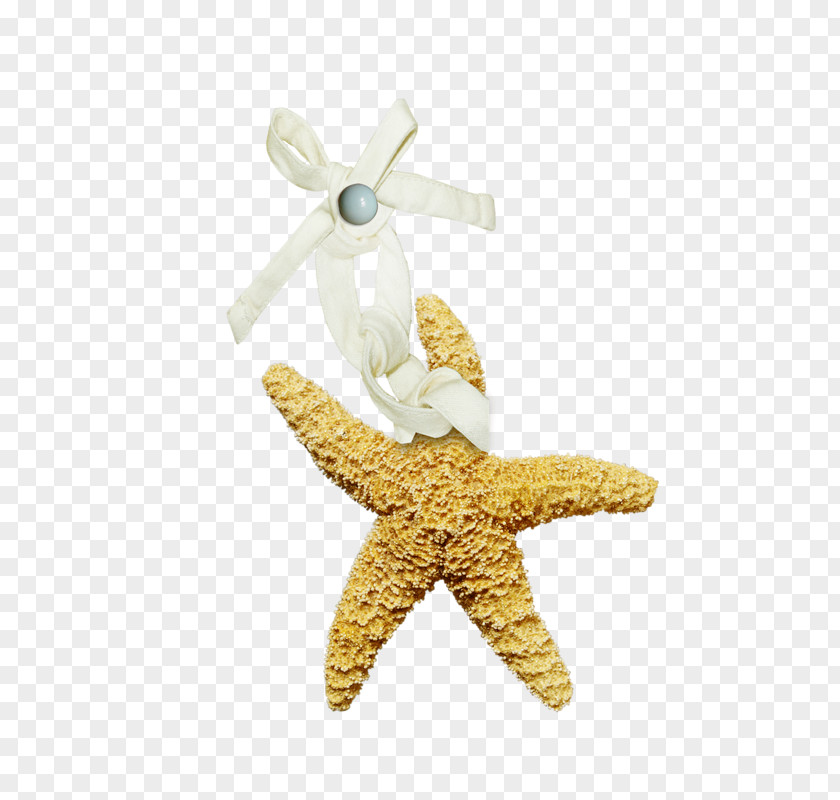 Jewellery Clothing Accessories Suit Starfish PNG