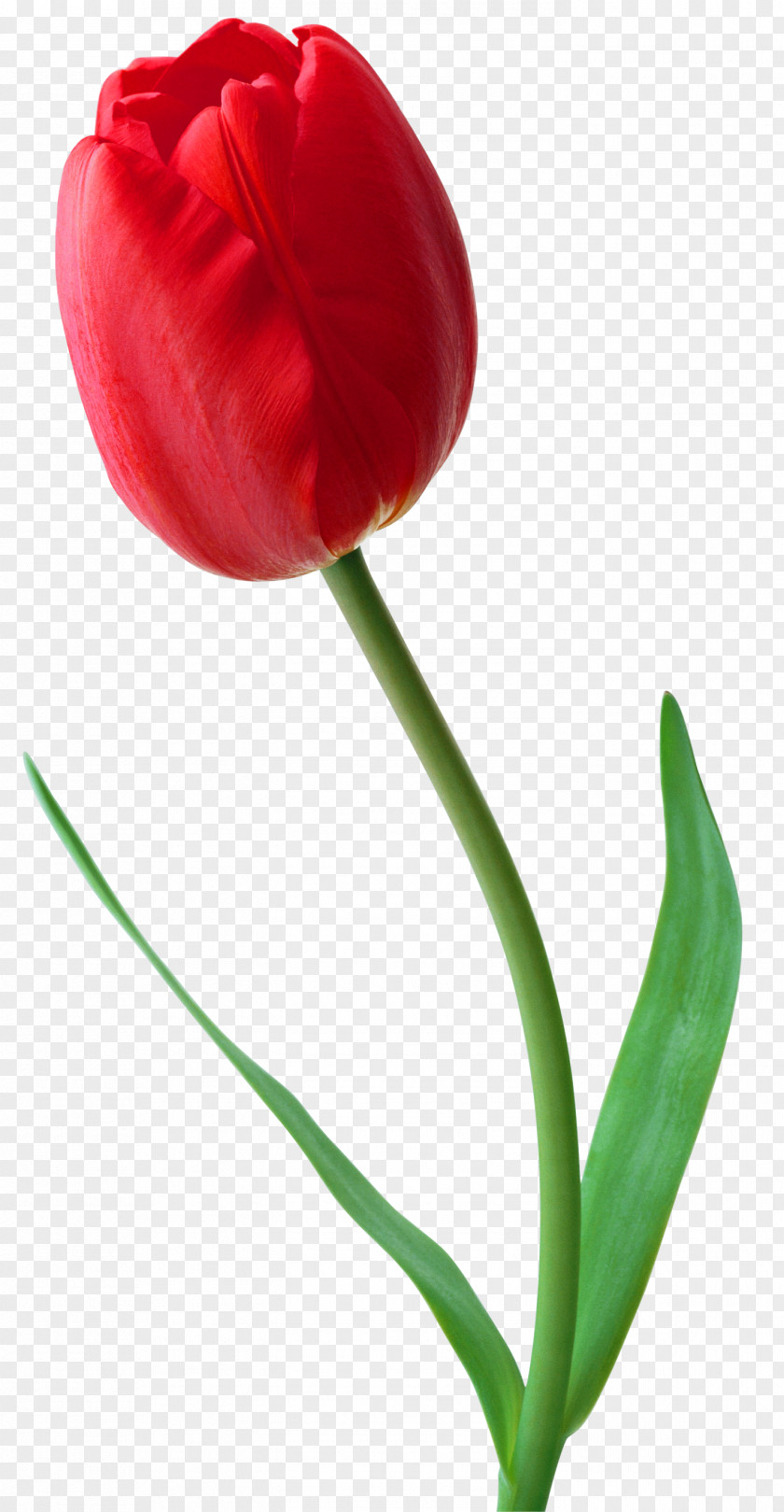 Large Red Tulip Clipart Tehran Black Friday Iranian Revolution Keh 2017–18 Protests PNG