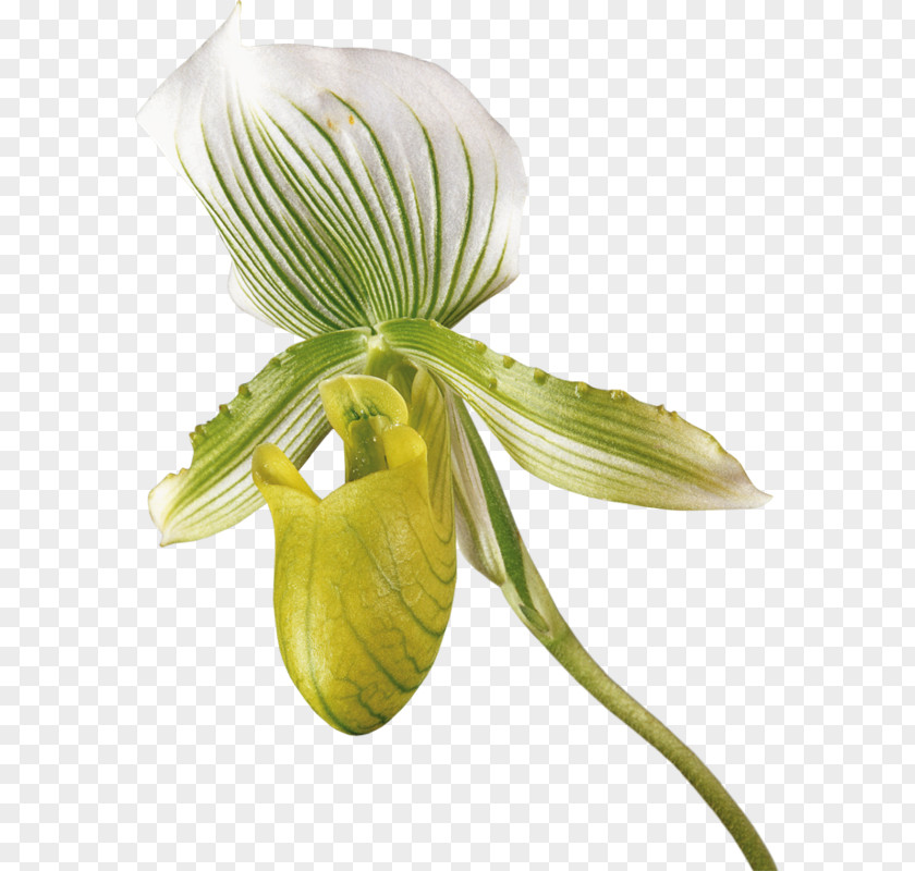 Orchid Petal Lily Flower Cartoon PNG