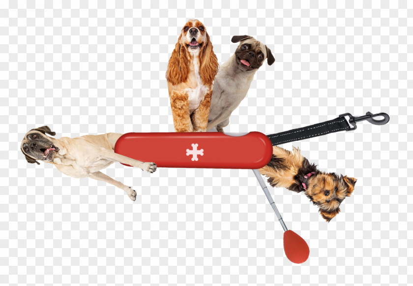 Puppy Dog Breed Pug Leash Cat PNG