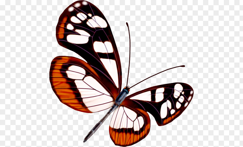 Butterfly Greta Oto PNG