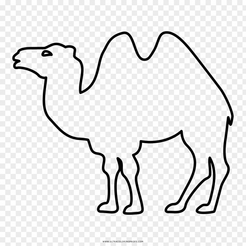 Camello Dromedary Bactrian Camel Coloring Book Drawing PNG