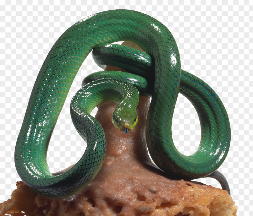 Cave Rat Snake Gonyosoma Oxycephalum Reptile PNG