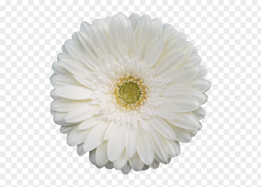 Dubai Transvaal Daisy White Flower Yellow Color PNG