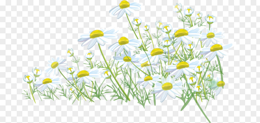 Grass Common Daisy Meadow Lawn Roman Chamomile PNG