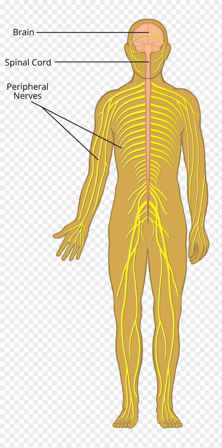 Nerve Organ Nervous System Muscle Human Body PNG system body, anatomy clipart PNG