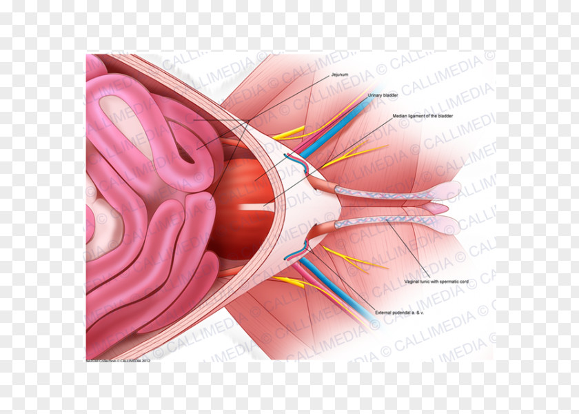 Pelvic Pelvis Ventraal Anatomy Nerve Abdomen PNG