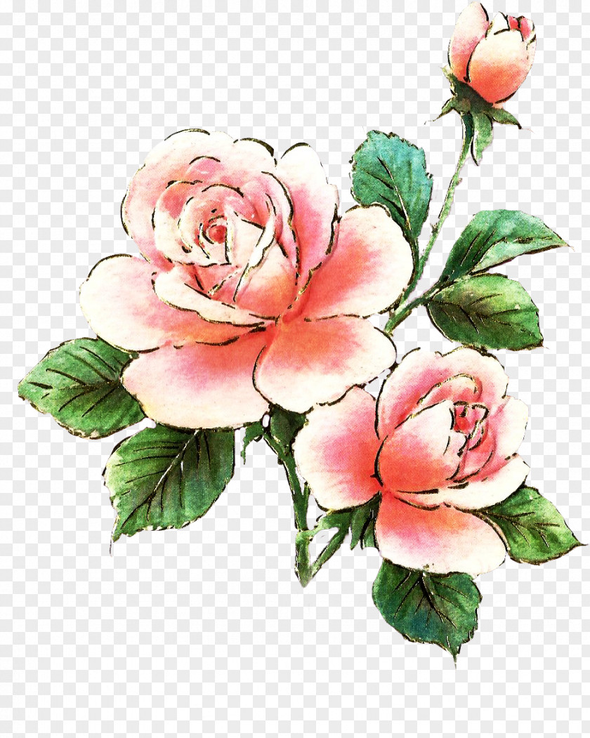 Pink Roses Photo Rose Free Clip Art PNG