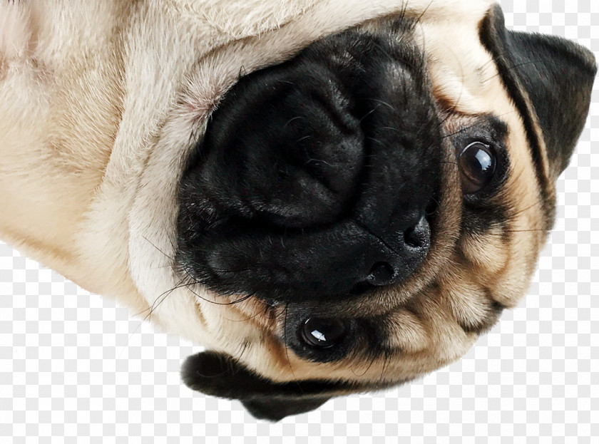 Pug Puppy Dog Breed Companion Snout PNG