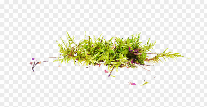 Beautiful Green Grass Floral Design Clip Art PNG