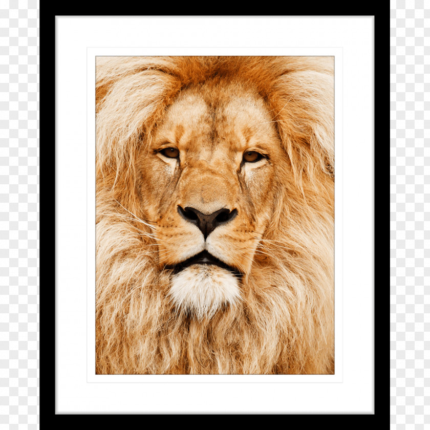 Cat East African Lion Felidae Wildlife PNG