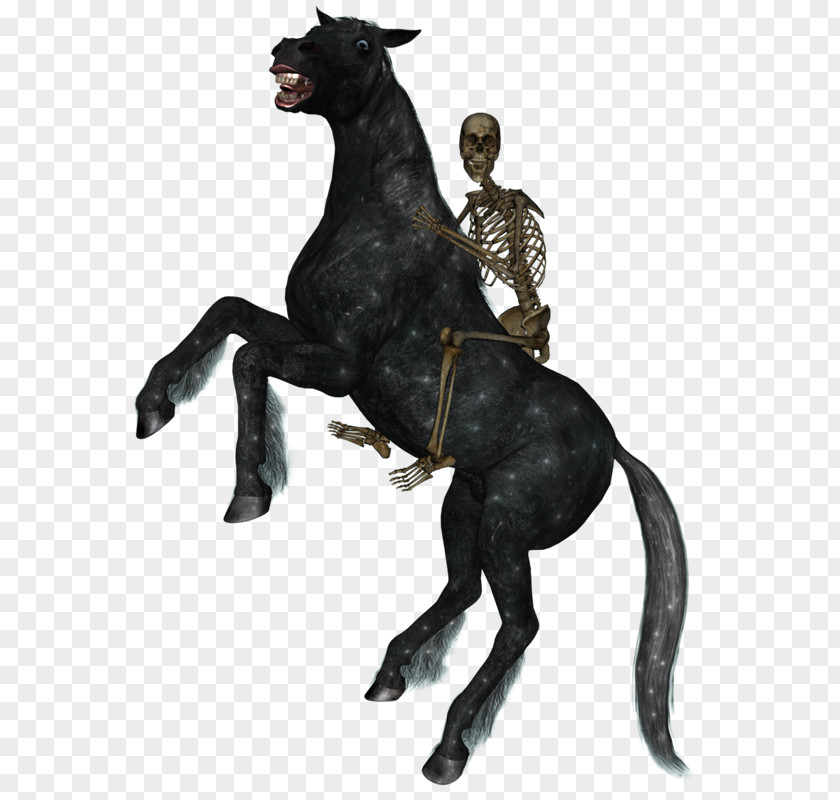 Horse Riding Horse&Rider Equestrian Skeleton PNG