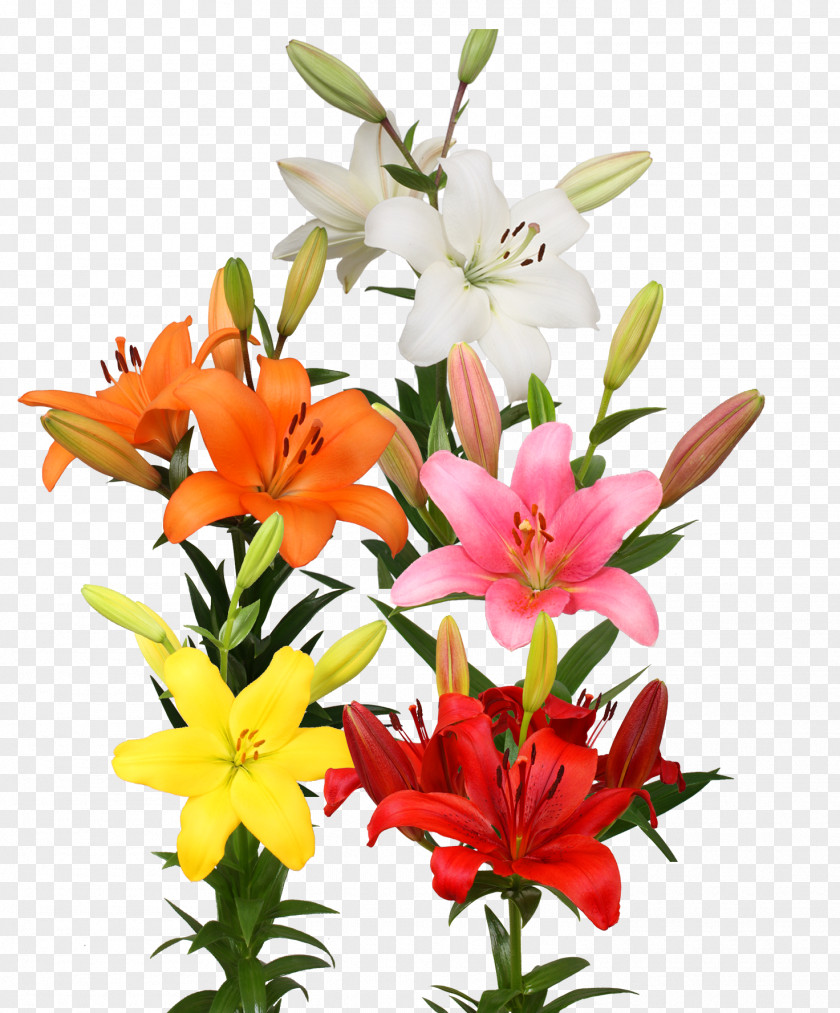 Mix Flowers Cut Floral Design Floristry Flower Bouquet PNG