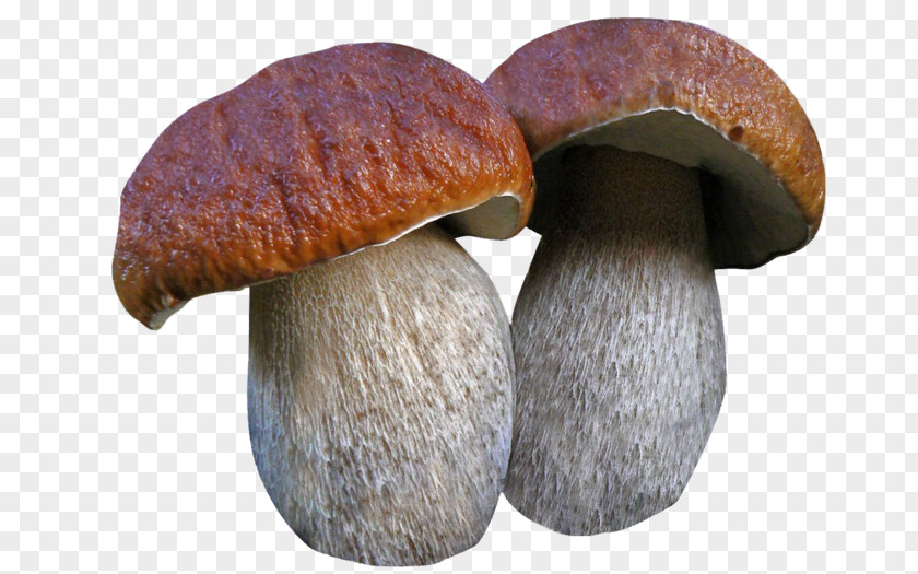 Mushroom Boletus Edulis Fungus Edible Poisonous PNG