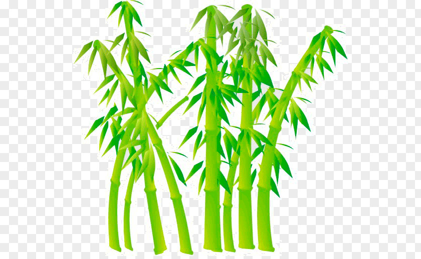 Bamboo Graphics Drawing Image Reed PNG