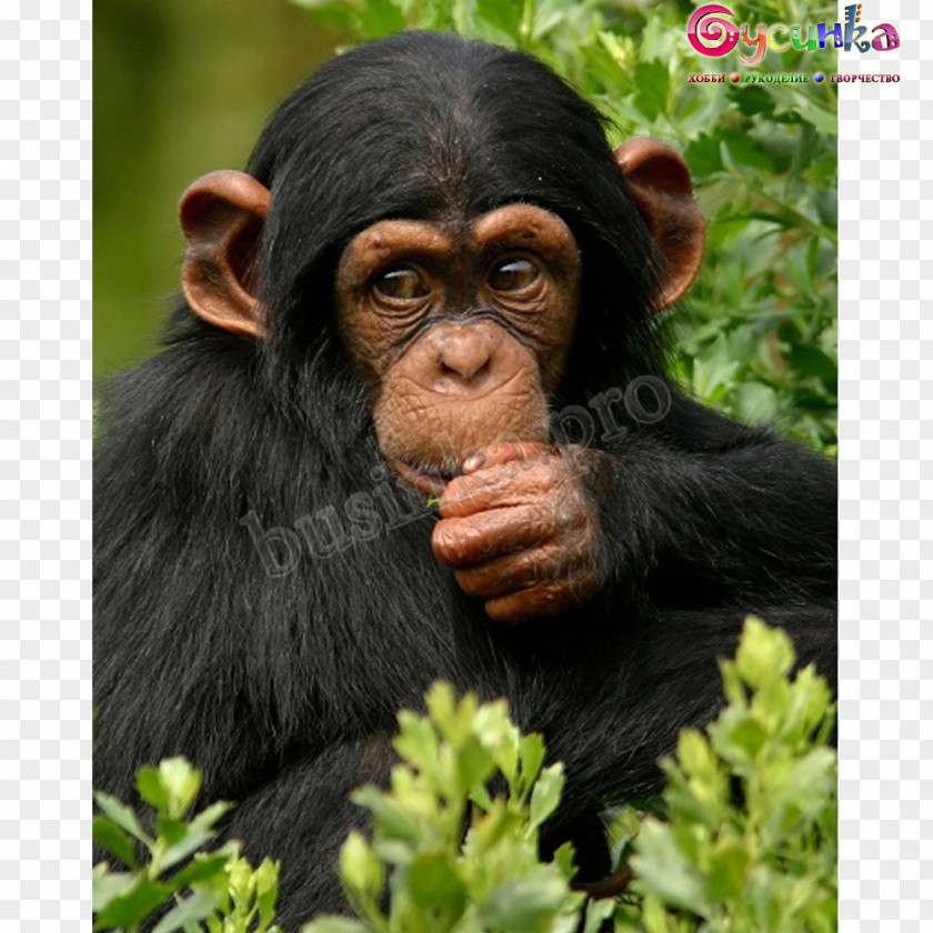 Chimpanzee Ngamba Island Sanctuary Bwindi Impenetrable National Park Gorilla Kibale PNG