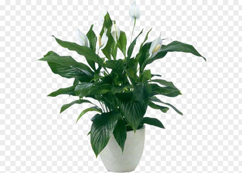 Plant Peace Lily Houseplant Ornamental Bog Arum PNG