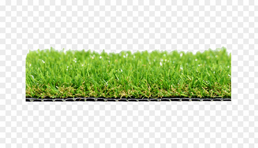 The Surface Of Golden Crony Grasses Lawn Wheatgrass Meadow Plant PNG