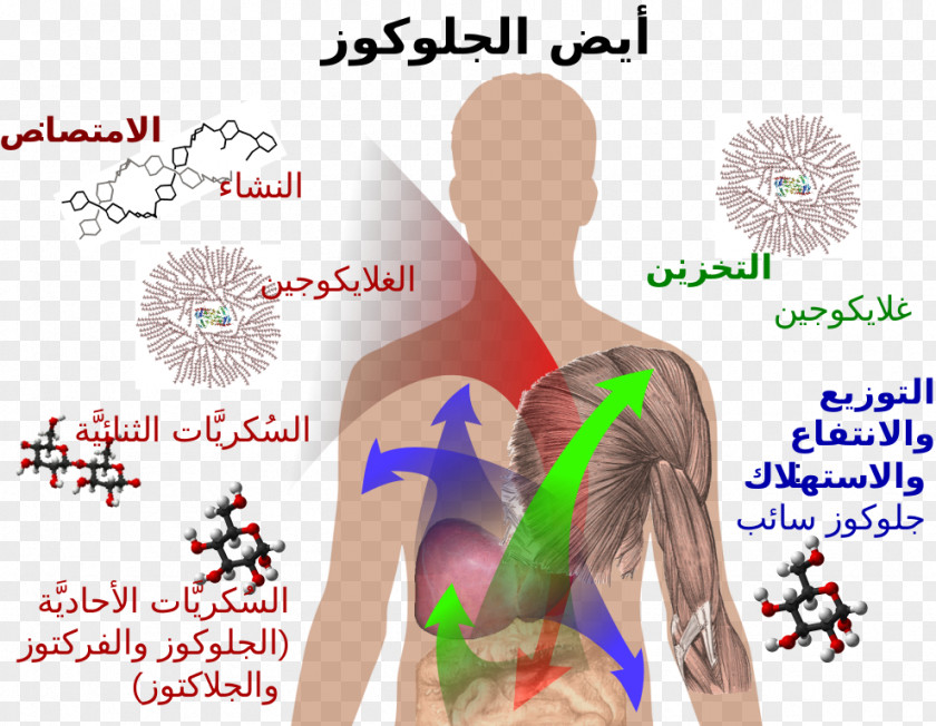 137 Nutrient Carbohydrate Metabolism Glucose PNG