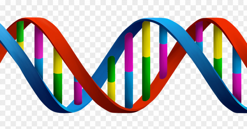 DNA Genetics Biology Clip Art PNG