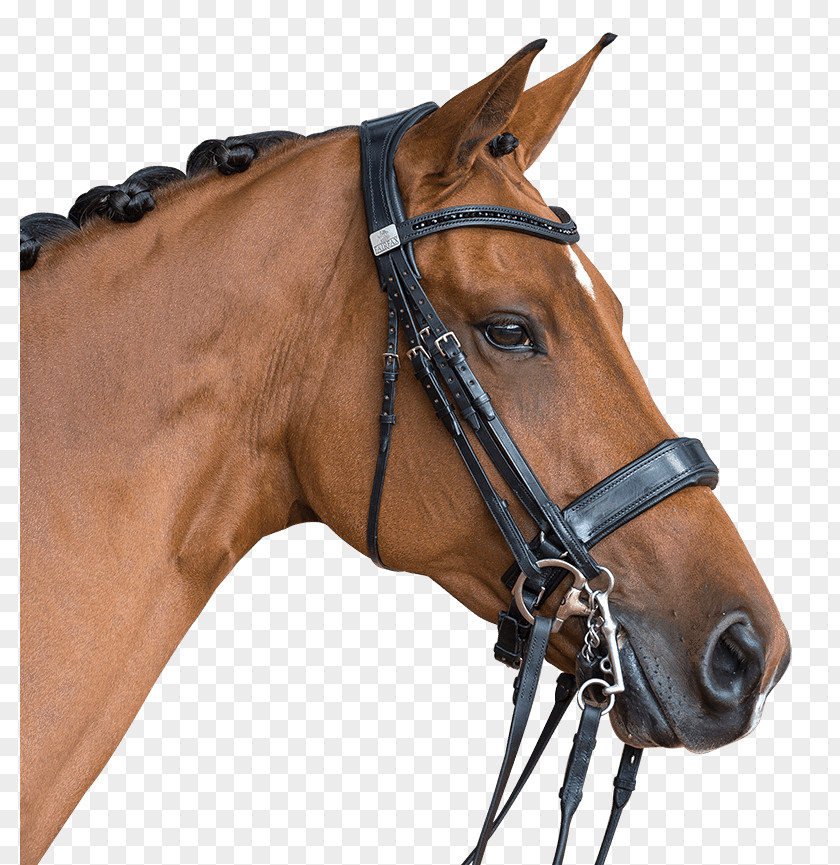 Horse Double Bridle Halter Noseband PNG