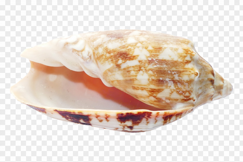 Seashell Clam Beach PNG