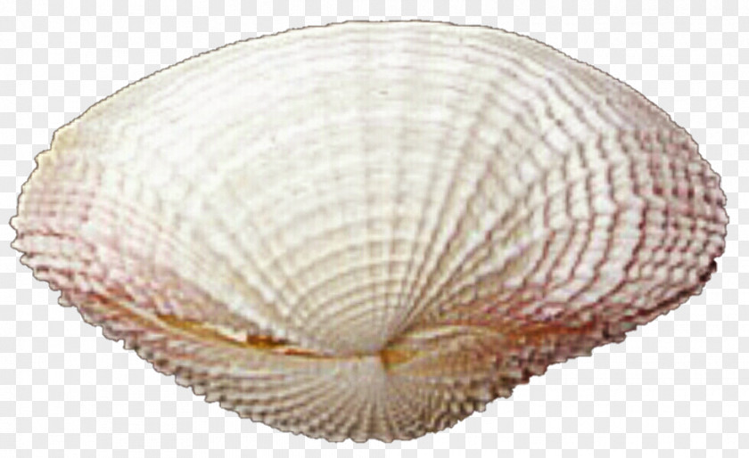 Seashell Cockle Conchology Veneroida Pectinidae PNG