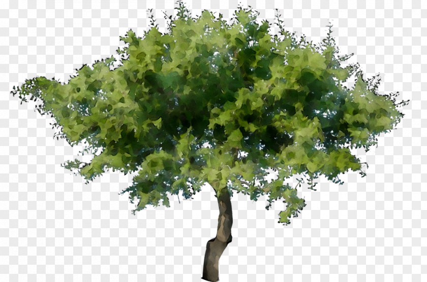 Stock Photography Stock.xchng Royalty-free Image Tree PNG