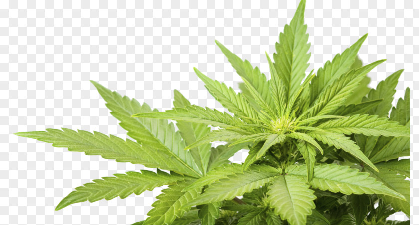 Cannabis Ruderalis Sativa Medical Hemp Cannabidiol PNG