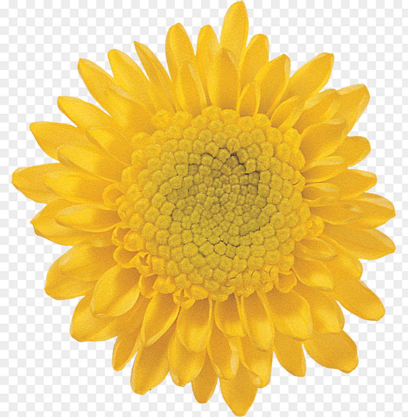Flower Common Sunflower Stock Photography Transvaal Daisy PNG