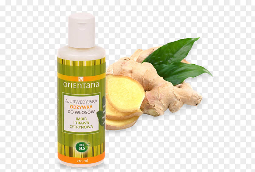 Ginger Alpinia Galanga Nutrient Medicine Galangal PNG