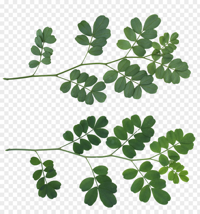 Leaf Texture Mapping Shrub Tree PNG