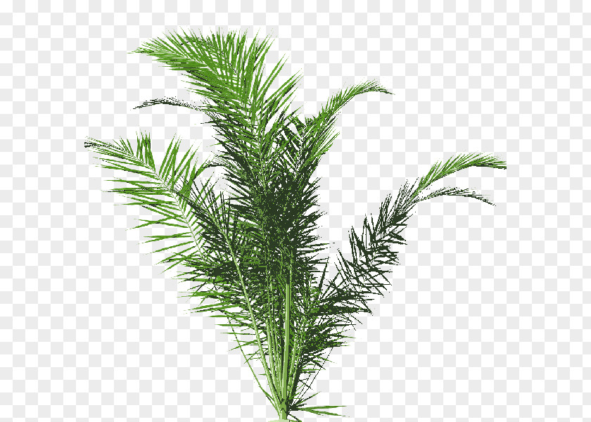 Plant Arecaceae Pitcher Tree PNG