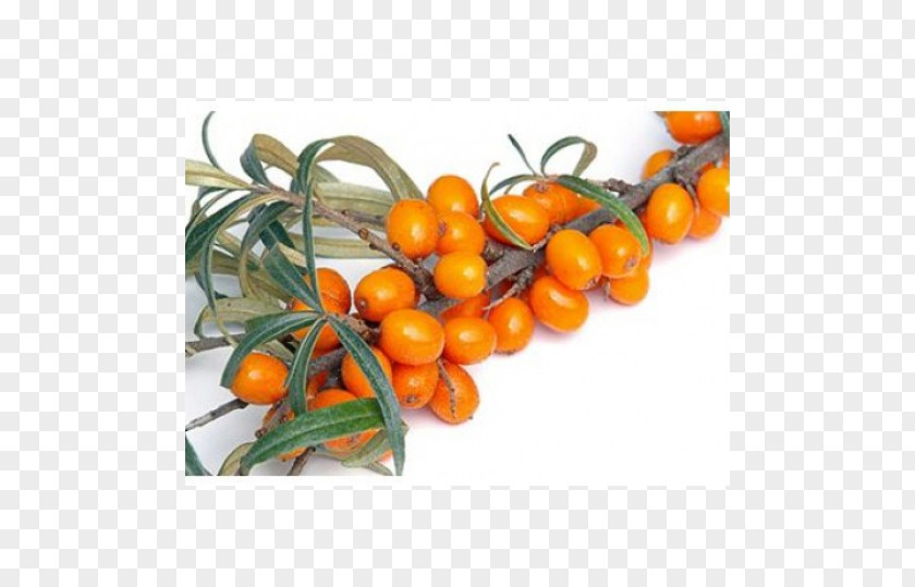 Sea Buckthorn Juice Seaberry Stock Photography Shrub PNG