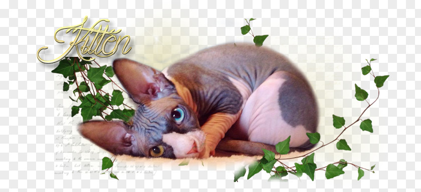 Sphynx Cat Fauna Snout PNG