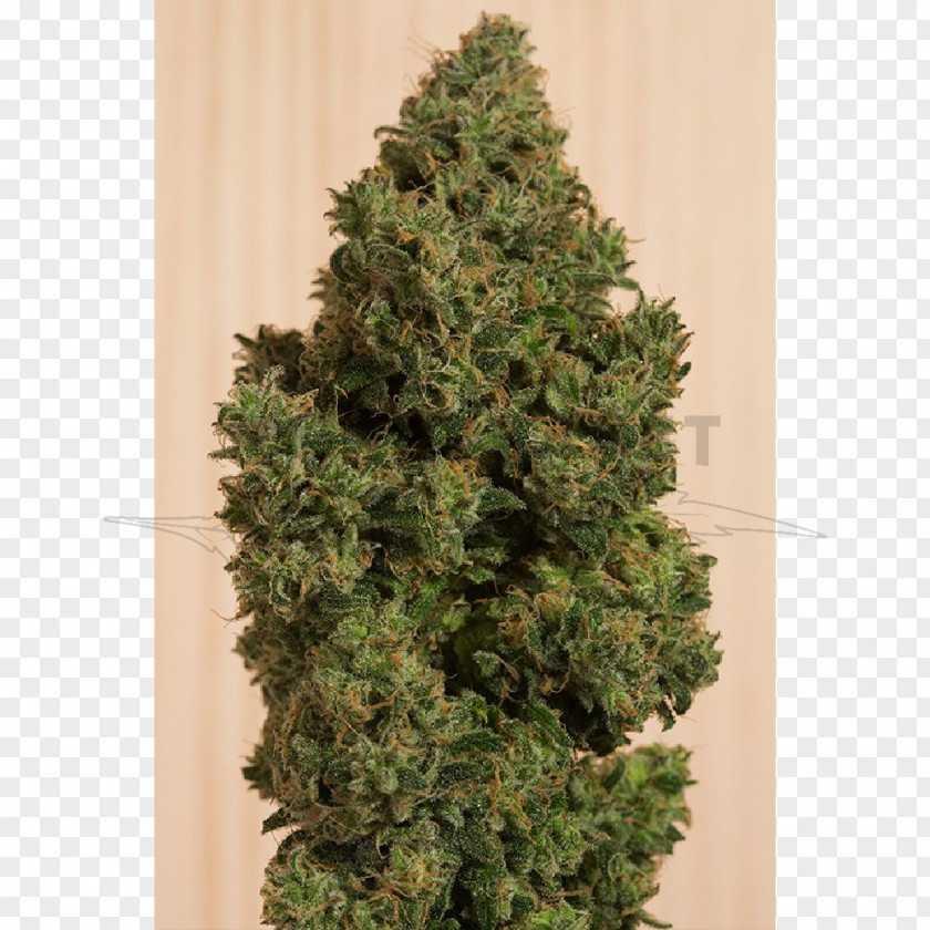 Cannabis Cannabidiol Medical Blue Dream Haze PNG