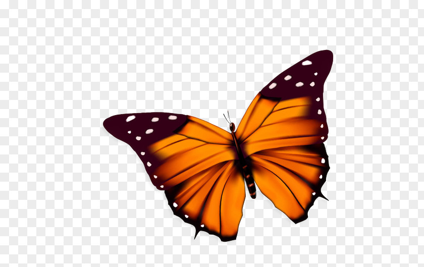 Cartoon Butterfly PNG