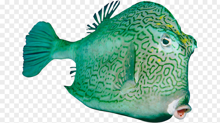 Download Fish PNG