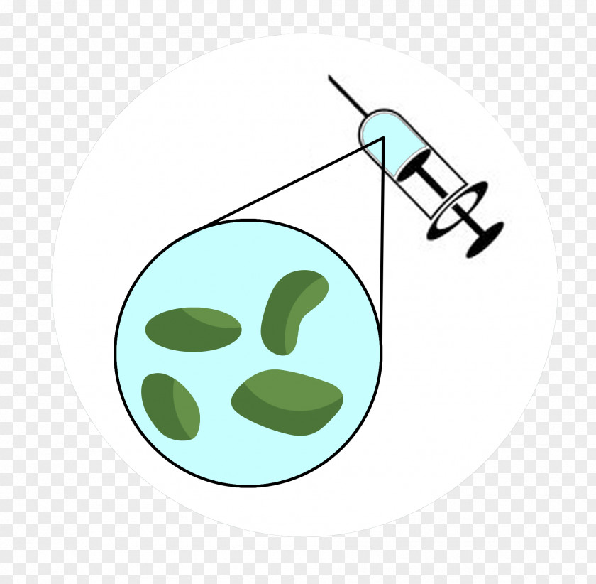 Langerhans Cell Line Clip Art PNG