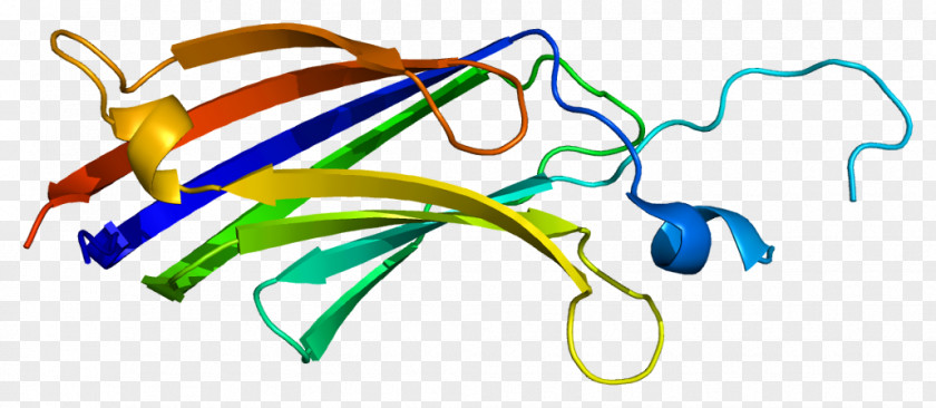 PRKCE Protein Kinase C PNG