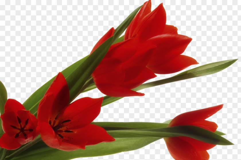 Springs Tulip Cut Flowers Petal PNG