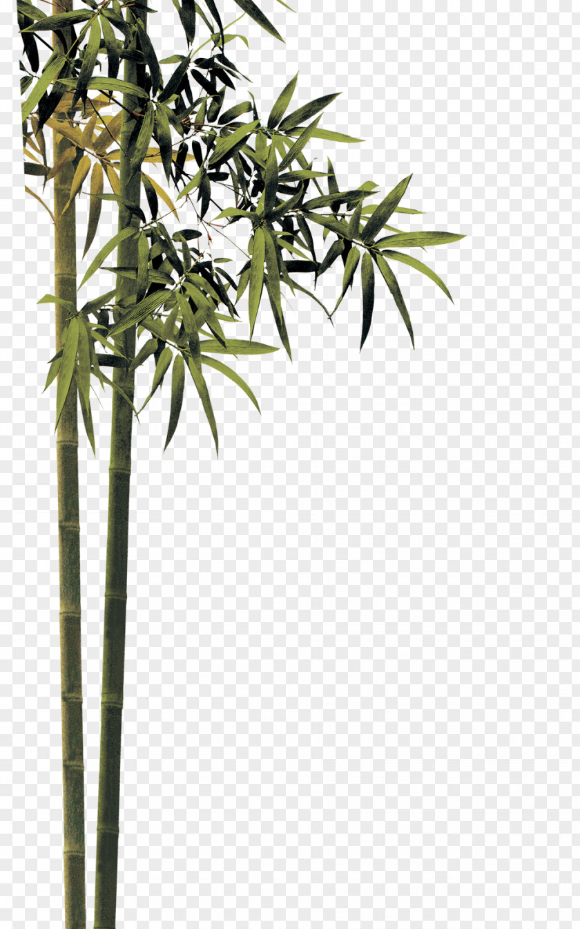 Bamboo Plants Qingming PNG