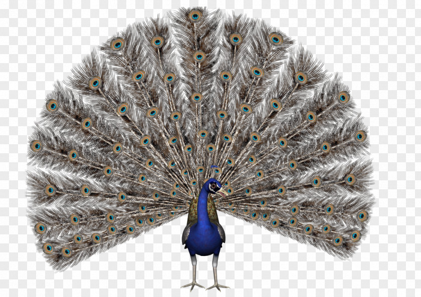 Bird Asiatic Peafowl Royalty-free Stock Photography PNG