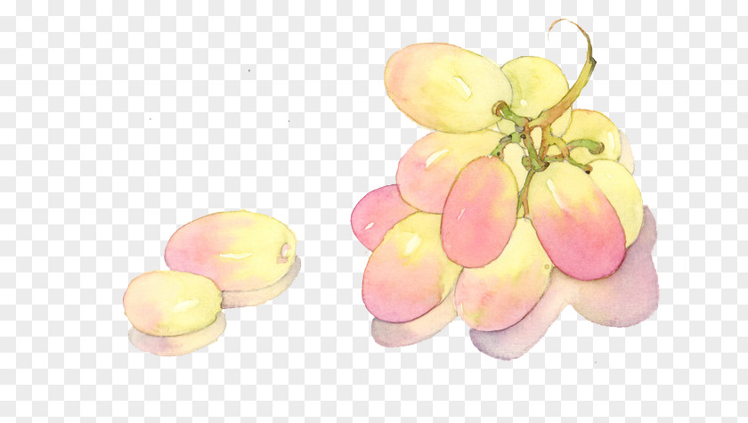 Hand-painted Grapes Grape Watercolor Painting PNG