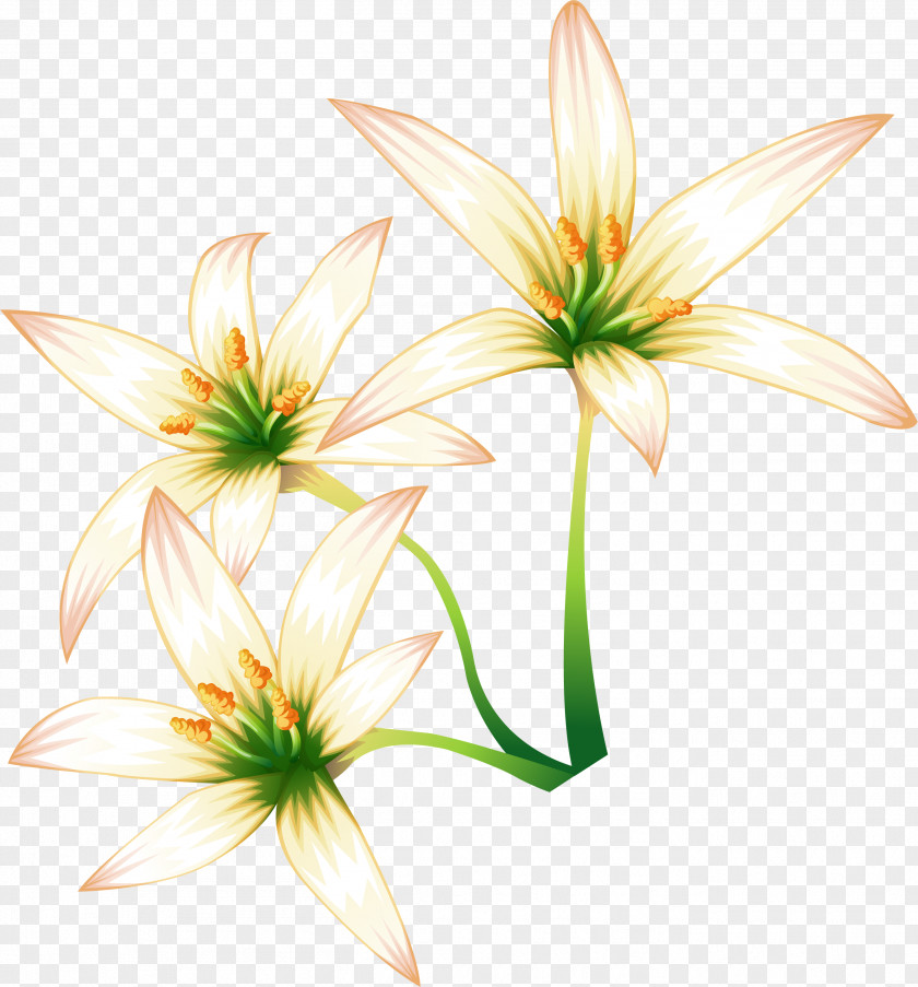 Hand-painted Lily Lilium Flower Clip Art PNG