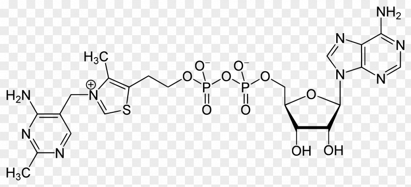 S-Adenosyl Methionine Flavin Adenine Dinucleotide Adenosine Triphosphate Adenylyl Cyclase PNG