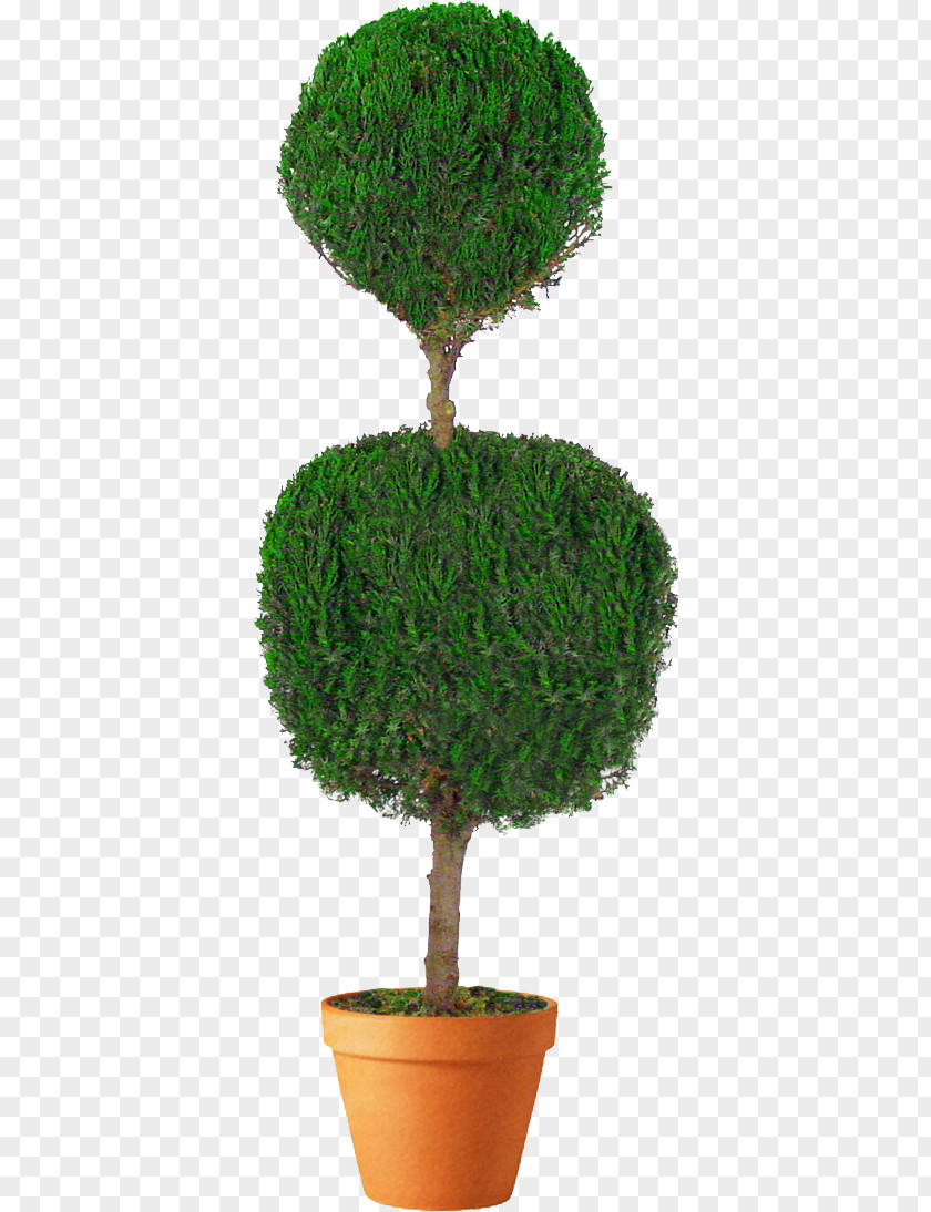 Tree Topiary Arborvitae Box Evergreen PNG