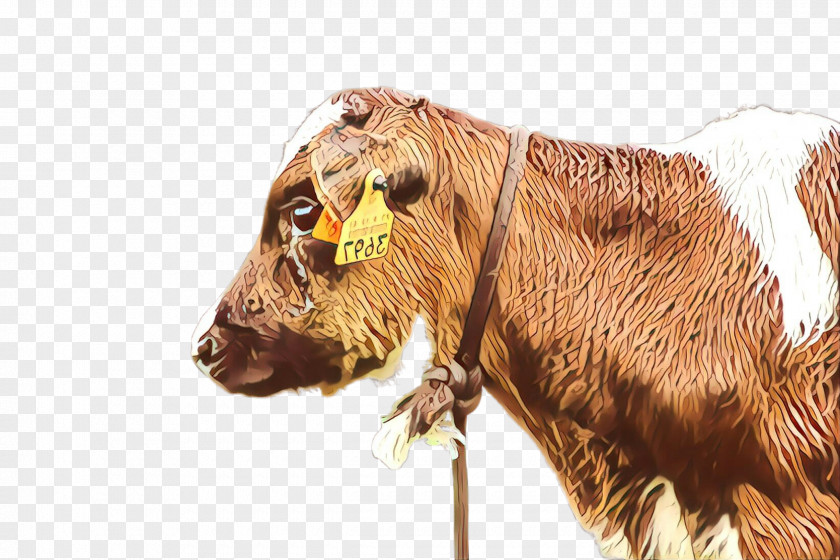 Bovine Snout Horn Bull Livestock PNG