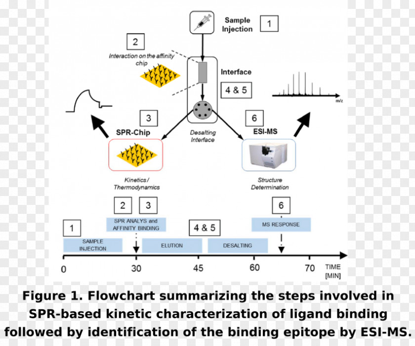 Size-exclusion Chromatography High-performance Liquid Gas Surface Plasmon Resonance PNG
